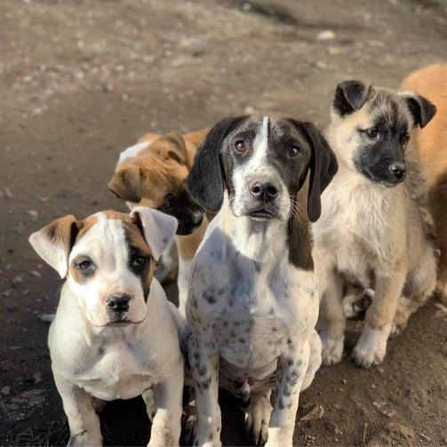 Mehrere Hunde sitzen auf der Straße nebeneinander und schauen in die Kamera