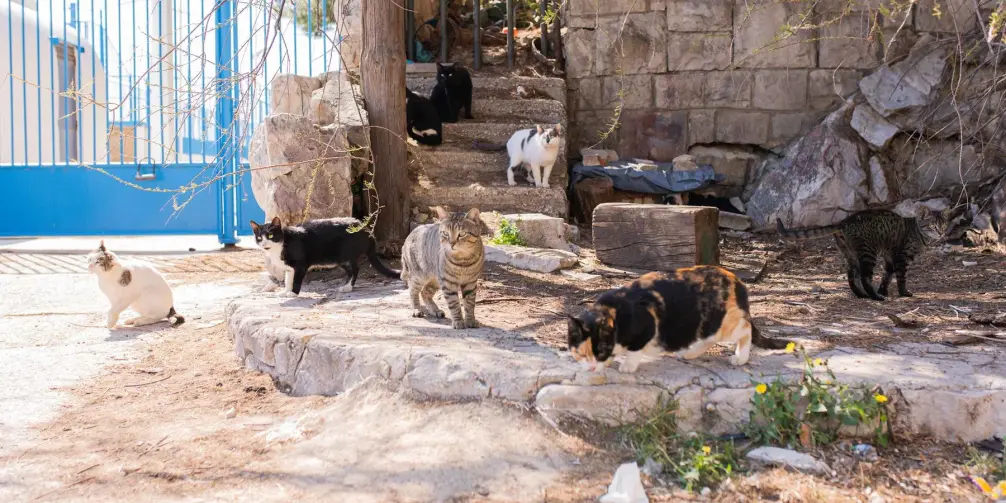 Mehrere Katzen auf einem Hof